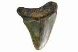 Bargain, Megalodon Tooth - North Carolina #152916-1